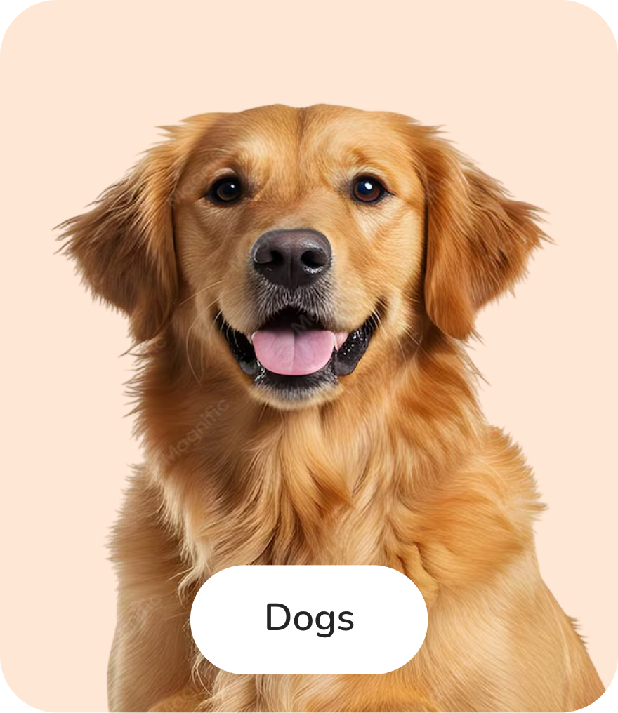 Dogs